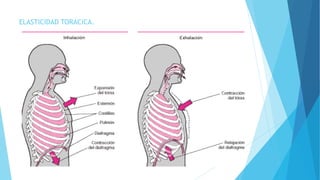 ELASTICIDAD TORACICA.
 
