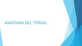 ANATOMÍA DEL TÓRAX.
 