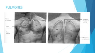 PULMONES
 