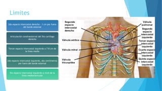 Limites
2do espacio intercostal derecho – 1 cm por fuera
del borde esternal
Articulación condroesternal del 5to cartílago
derecho
Tercer espacio intercostal izquierdo a 7-8 cm de
la línea media
2do espacio intercostal izquierdo, dos centímetros
por fuera del borde esternal
5to espacio intercostal izquierdo a nivel de la
línea medioclavicular
 