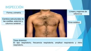 INSPECCIÓN
Forma y simetríaForma y simetría
Líneas y regiones de
referencia
Líneas y regiones de
referencia
Cambios estructurales de
las costillas, esternón y
columna vertebral
Cambios estructurales de
las costillas, esternón y
columna vertebral
Tórax estáticoTórax estático
Tórax dinámico:
El tipo respiratorio, frecuencia respiratoria, amplitud respiratoria y ritmo
respiratorio.
Tórax dinámico:
El tipo respiratorio, frecuencia respiratoria, amplitud respiratoria y ritmo
respiratorio.
 