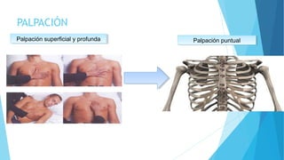 PALPACIÓN
Palpación superficial y profundaPalpación superficial y profunda Palpación puntualPalpación puntual
 