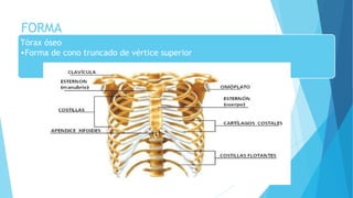 FORMA
Tórax óseo
•Forma de cono truncado de vértice superior
 