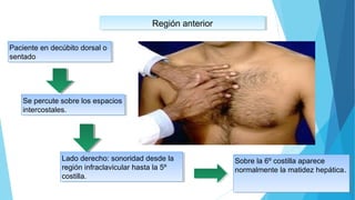 Región anteriorRegión anterior
Paciente en decúbito dorsal o
sentado
Paciente en decúbito dorsal o
sentado
Se percute sobre los espacios
intercostales.
Se percute sobre los espacios
intercostales.
Lado derecho: sonoridad desde la
región infraclavicular hasta la 5º
costilla.
Lado derecho: sonoridad desde la
región infraclavicular hasta la 5º
costilla.
Sobre la 6º costilla aparece
normalmente la matidez hepática.
Sobre la 6º costilla aparece
normalmente la matidez hepática.
 