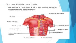 • Tórax revestido de las partes blandas
• Forma cónica, pero ahora el vértice es inferior debido al
ensanchamiento de los hombros
 