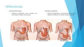 •Diferencias
• Individuo Longilineo
• Diámetro longitudinal, las costillas son oblicuas y el
ángulo formado por los bordes costales es agudo
• Individuo Brevilineo
• Diámetro longitudinal corto, costillas casi
horizontales, ángulo costal obtuso
 