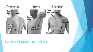 CARAS Y REGIONES DEL TÓRAX.
 