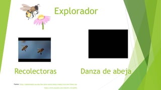 Explorador
Fuente: https://askabiologist.asu.edu/bee-dance-game/assets/images/intro-bee-flower.jpg
https://www.youtube.com/watch?v=-7ijI-g4jHg
Danza de abejaRecolectoras
 