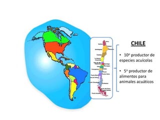 CHILE
• 10o productor de
especies acuícolas

• 5o productor de
alimentos para
animales acuáticos
 