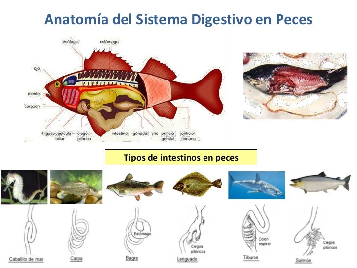 Alimentando peces para alimentar tu futuro