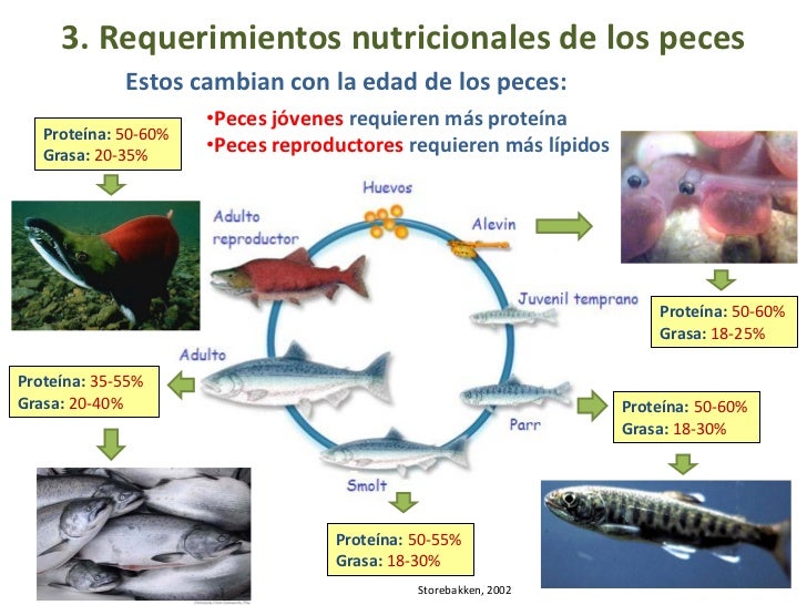 Alimentando peces para alimentar tu futuro