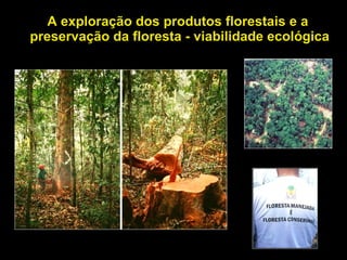 A exploração dos produtos florestais e a  preservação da floresta - viabilidade ecológica 