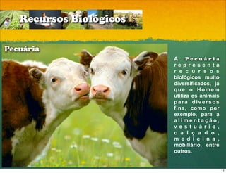 Recursos Biológicos

Pecuária
                         A Pecuária
                         representa
                         r e c u r s o s
                         biológicos muito
                         diversificados, já
                         que o Homem
                         utiliza os animais
                         para diversos
                         fins, como por
                         exemplo, para a
                         alimentação,
                         v e s t u á r i o ,
                         c a l ç a d o ,
                         m e d i c i n a ,
                         mobiliário, entre
                         outros.


                                               11
 