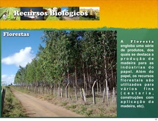 Recursos Biológicos

Florestas
                         A     Floresta
                         engloba uma série
                         de produtos, dos
                         quais se destaca a
                         produção de
                         madeira para as
                         indústrias do
                         papel. Além do
                         papel, os recursos
                         florestais são
                         utilizados para
                         vários       fins
                         ( c e s t a r i a ,
                         construções com
                         aplicação da
                         madeira, etc).


                                               12
 