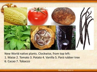 New World native plants. Clockwise, from top left:
1. Maize 2. Tomato 3. Potato 4. Vanilla 5. Pará rubber tree
6. Cacao 7. Tobacco
 