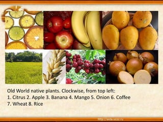 Old World native plants. Clockwise, from top left:
1. Citrus 2. Apple 3. Banana 4. Mango 5. Onion 6. Coffee
7. Wheat 8. Rice
 