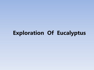 Exploration Of Eucalyptus
 