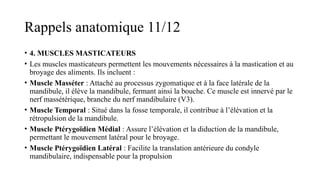 Rappels anatomique 11/12
• 4. MUSCLES MASTICATEURS
• Les muscles masticateurs permettent les mouvements nécessaires à la mastication et au
broyage des aliments. Ils incluent :
• Muscle Masséter : Attaché au processus zygomatique et à la face latérale de la
mandibule, il élève la mandibule, fermant ainsi la bouche. Ce muscle est innervé par le
nerf massétérique, branche du nerf mandibulaire (V3).
• Muscle Temporal : Situé dans la fosse temporale, il contribue à l’élévation et la
rétropulsion de la mandibule.
• Muscle Ptérygoïdien Médial : Assure l’élévation et la diduction de la mandibule,
permettant le mouvement latéral pour le broyage.
• Muscle Ptérygoïdien Latéral : Facilite la translation antérieure du condyle
mandibulaire, indispensable pour la propulsion​
 