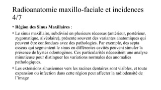 Radioanatomie maxillo-faciale et incidences
4/7
• Région des Sinus Maxillaires :
• Le sinus maxillaire, subdivisé en plusieurs récessus (antérieur, postérieur,
zygomatique, alvéolaire), présente souvent des variantes anatomiques qui
peuvent être confondues avec des pathologies. Par exemple, des septa
osseux qui segmentent le sinus en différentes cavités peuvent simuler la
présence de kystes odontogènes. Ces particularités nécessitent une analyse
minutieuse pour distinguer les variations normales des anomalies
pathologiques.
• Les extensions sinusiennes vers les racines dentaires sont visibles, et toute
expansion ou infection dans cette région peut affecter la radiodensité de
l’image
 
