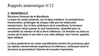 Rappels anatomique 6/12
2. MANDIBULE
Structure Osseuse de la Mandibule
La base du corps présente, sur la ligne médiane, la protubérance
mentonnière, prolongée de chaque côté par les tubercules
mentonniers. Sur la face antérieure de la mandibule, le foramen
mentonnier laisse passer le nerf mentonnier, essentiel pour la
sensibilité du menton et de la lèvre inférieure. Ce foramen se situe au
niveau de la base et est relié à une crête oblique vers l’avant, appelée
ligne oblique.
La face postérieure du corps mandibulaire montre les processus géni
(ou épines mentonnières) supérieurs et inférieurs, renforçant ainsi la
structure et permettant l’attache de muscles importants.
 