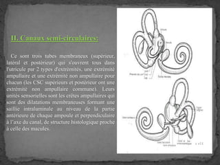 II. Canaux semi-circulaires:
Ce sont trois tubes membraneux (supérieur,
latéral et postérieur) qui s'ouvrent tous dans
l'utricule par 2 types d'extrémités, une extrémité
ampullaire et une extrémité non ampullaire pour
chacun (les CSC supérieurs et postérieur ont une
extrémité non ampullaire commune). Leurs
unités sensorielles sont les crêtes ampullaires qui
sont des dilatations membraneuses formant une
saillie intraluminale au niveau de la partie
antérieure de chaque ampoule et perpendiculaire
à l’axe du canal, de structure histologique proche
à celle des macules.
 