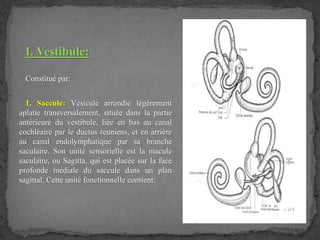 I. Vestibule:
Constitué par:
1. Saccule: Vésicule arrondie légèrement
aplatie transversalement, située dans la partie
antérieure du vestibule, liée en bas au canal
cochléaire par le ductus reuniens, et en arrière
au canal endolymphatique par sa branche
saculaire. Son unité sensorielle est la macule
saculaire, ou Sagitta, qui est placée sur la face
profonde médiale du saccule dans un plan
sagittal. Cette unité fonctionnelle contient:
 