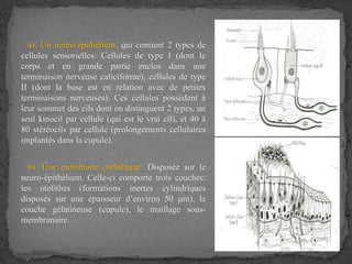 a). Un neuro-épithélium: qui contient 2 types de
cellules sensorielles: Cellules de type I (dont le
corps et en grande partie enclos dans une
terminaison nerveuse caliciforme), cellules de type
II (dont la base est en relation avec de petites
terminaisons nerveuses). Ces cellules possèdent à
leur sommet des cils dont on distinguent 2 types, un
seul kinocil par cellule (qui est le vrai cil), et 40 à
80 stéréocils par cellule (prolongements cellulaires
implantés dans la cupule).
b). Une membrane otolithique: Disposée sur le
neuro-épithélium. Celle-ci comporte trois couches:
les otolithes (formations inertes cylindriques
disposés sur une épaisseur d’environ 50 μm), la
couche gélatineuse (cupule), le maillage sous-
membranaire.
 
