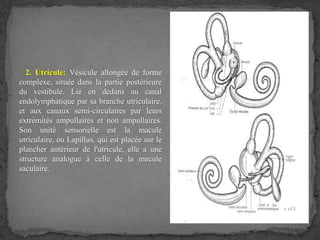 2. Utricule: Vésicule allongée de forme
complexe, située dans la partie postérieure
du vestibule. Lié en dedans au canal
endolymphatique par sa branche utriculaire.
et aux canaux semi-circulaires par leurs
extrémités ampullaires et non ampullaires.
Son unité sensorielle est la macule
utriculaire, ou Lapillus, qui est placée sur le
plancher antérieur de l'utricule, elle a une
structure analogue à celle de la macule
saculaire.
 