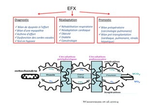 Explorations Fonctionnelles Metaboliques Et Myalgies D Effort Dr D