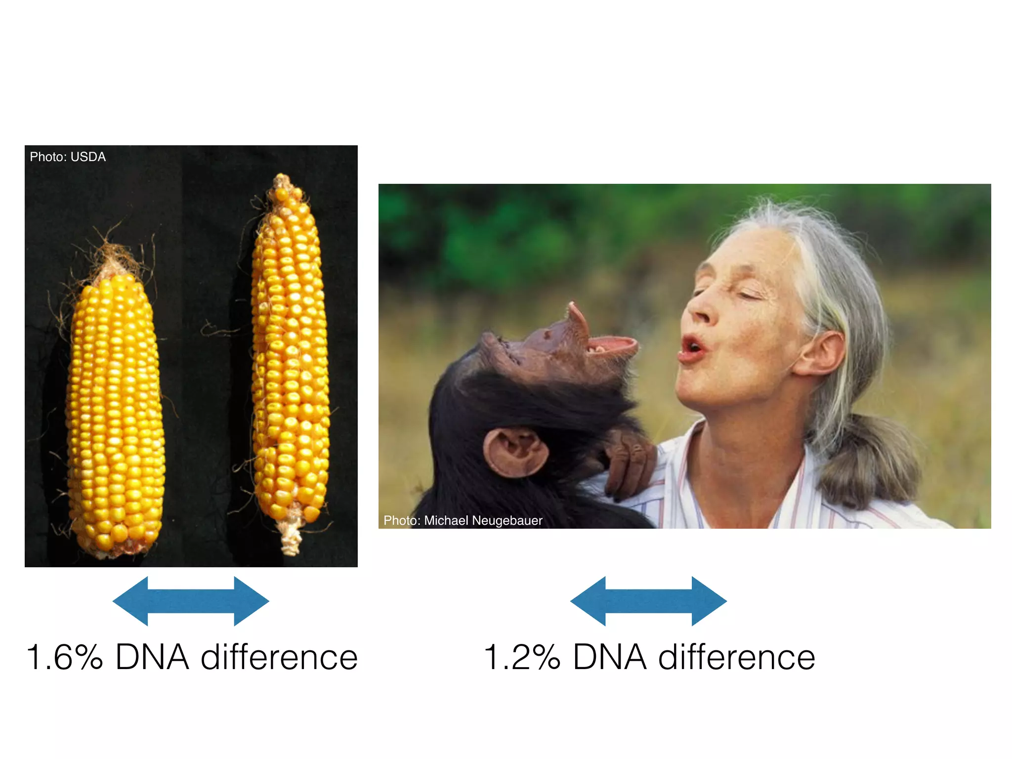 Photo: Michael Neugebauer
1.2% DNA difference1.6% DNA difference
Photo: USDA
 