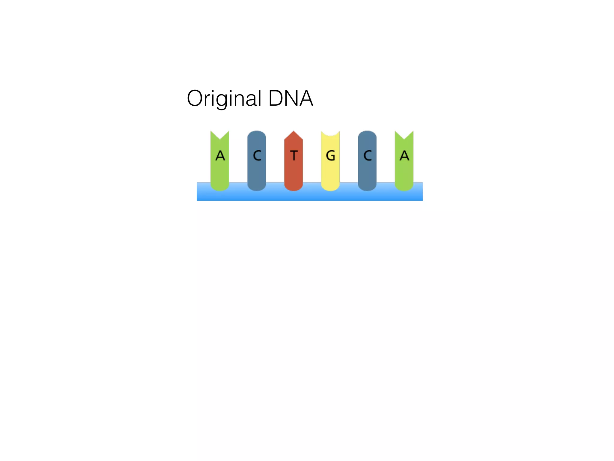 Original DNA
 
