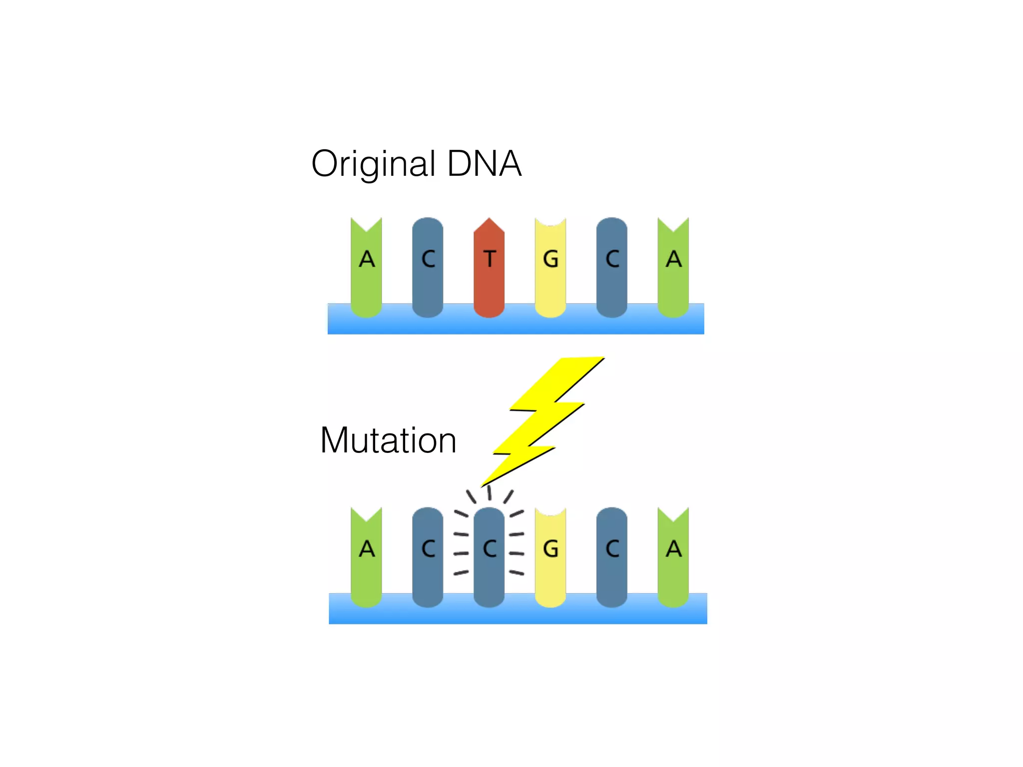 Mutation
Original DNA
 