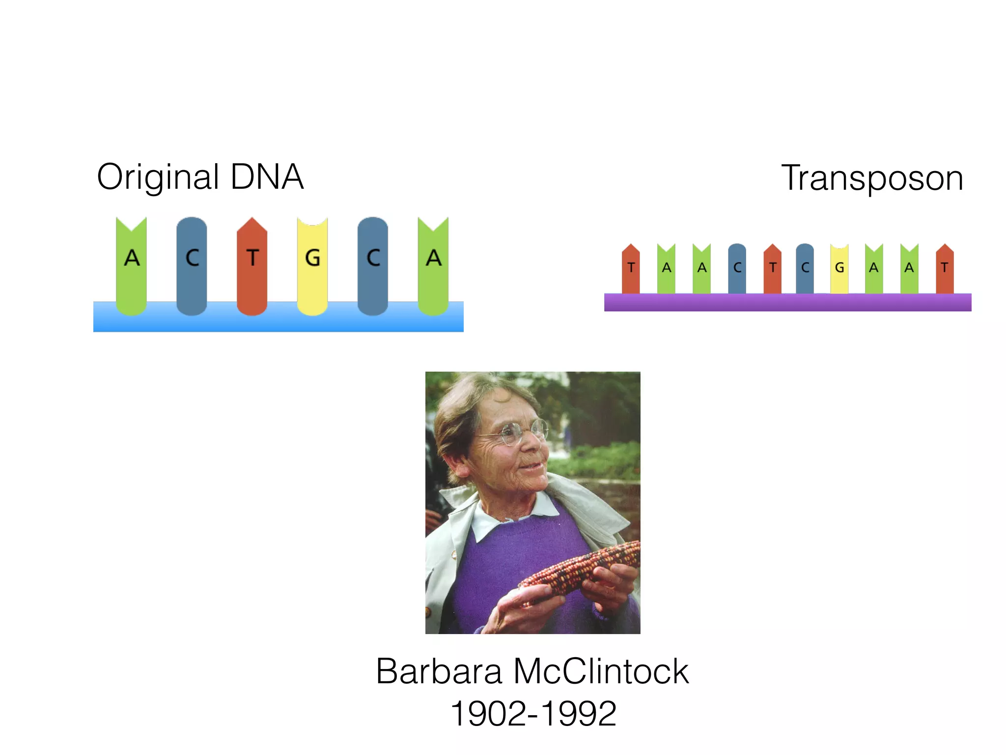Original DNA Transposon
Barbara McClintock
1902-1992
 