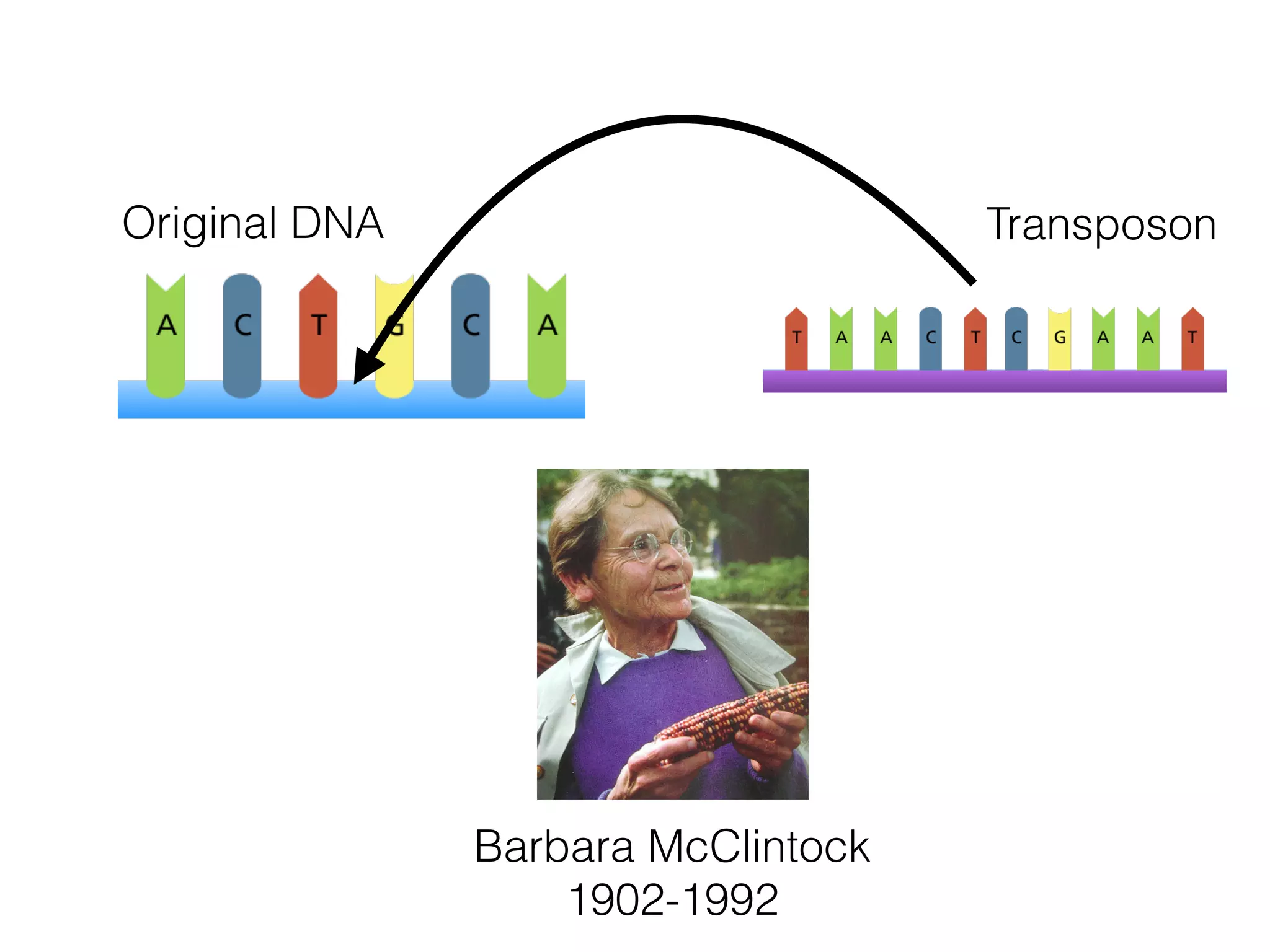Original DNA Transposon
Barbara McClintock
1902-1992
 
