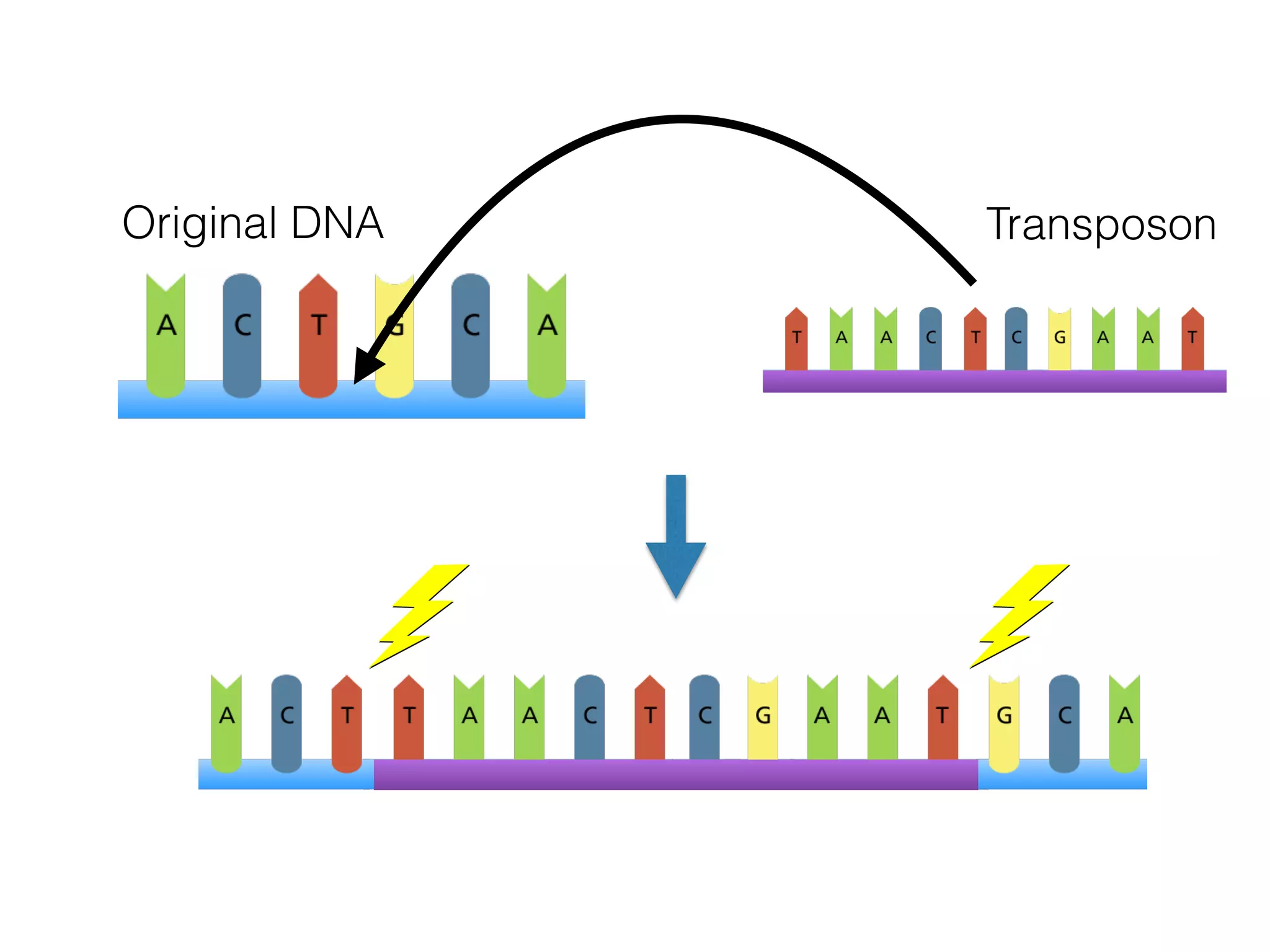 Original DNA Transposon
 