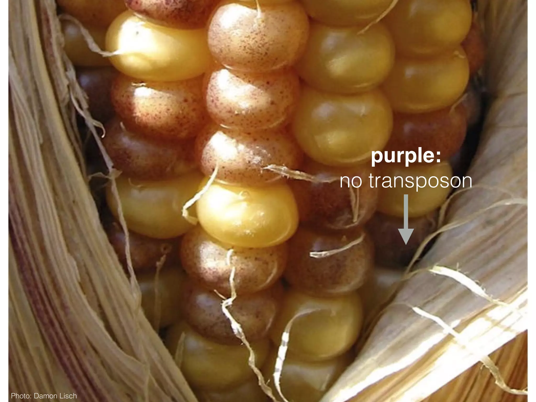 purple:
no transposon
Photo: Damon Lisch
 