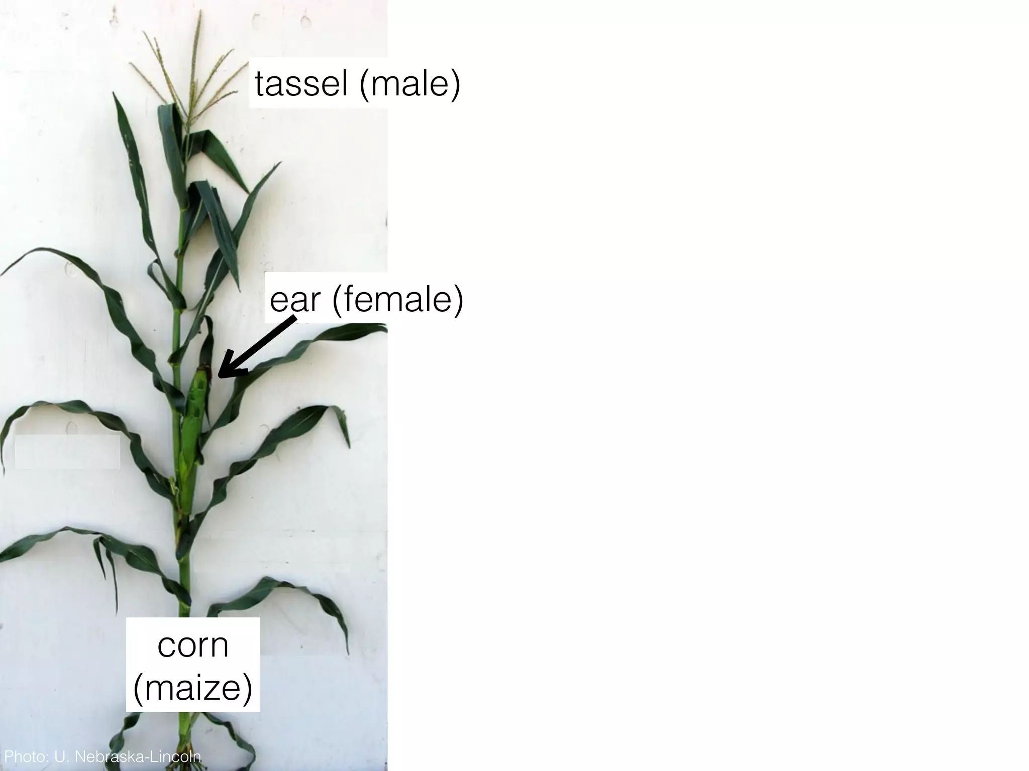tassel (male)
ear (female)
Photo: U. Nebraska-Lincoln
corn
(maize)
 