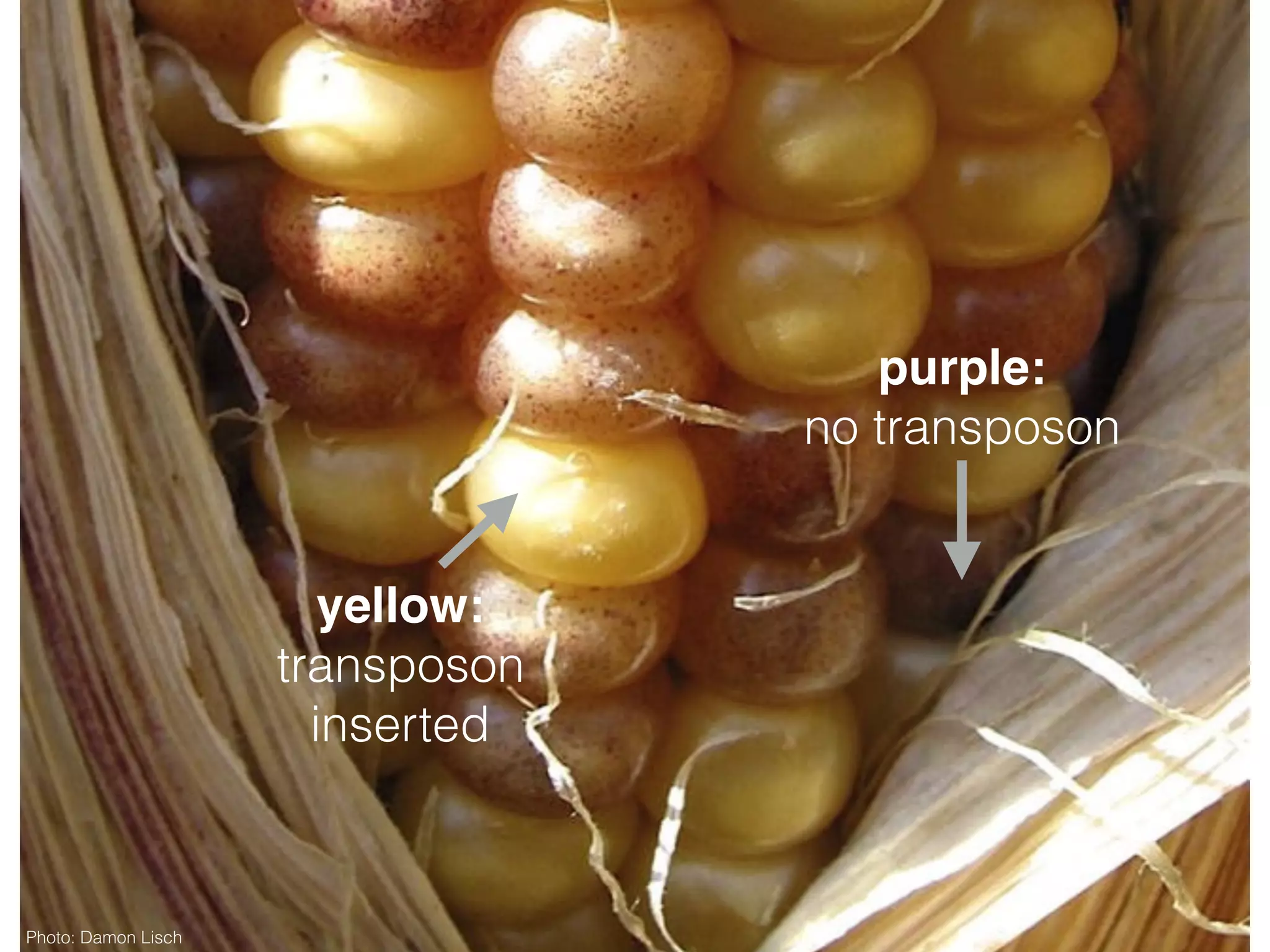 purple:
no transposon
yellow:
transposon
inserted
Photo: Damon Lisch
 