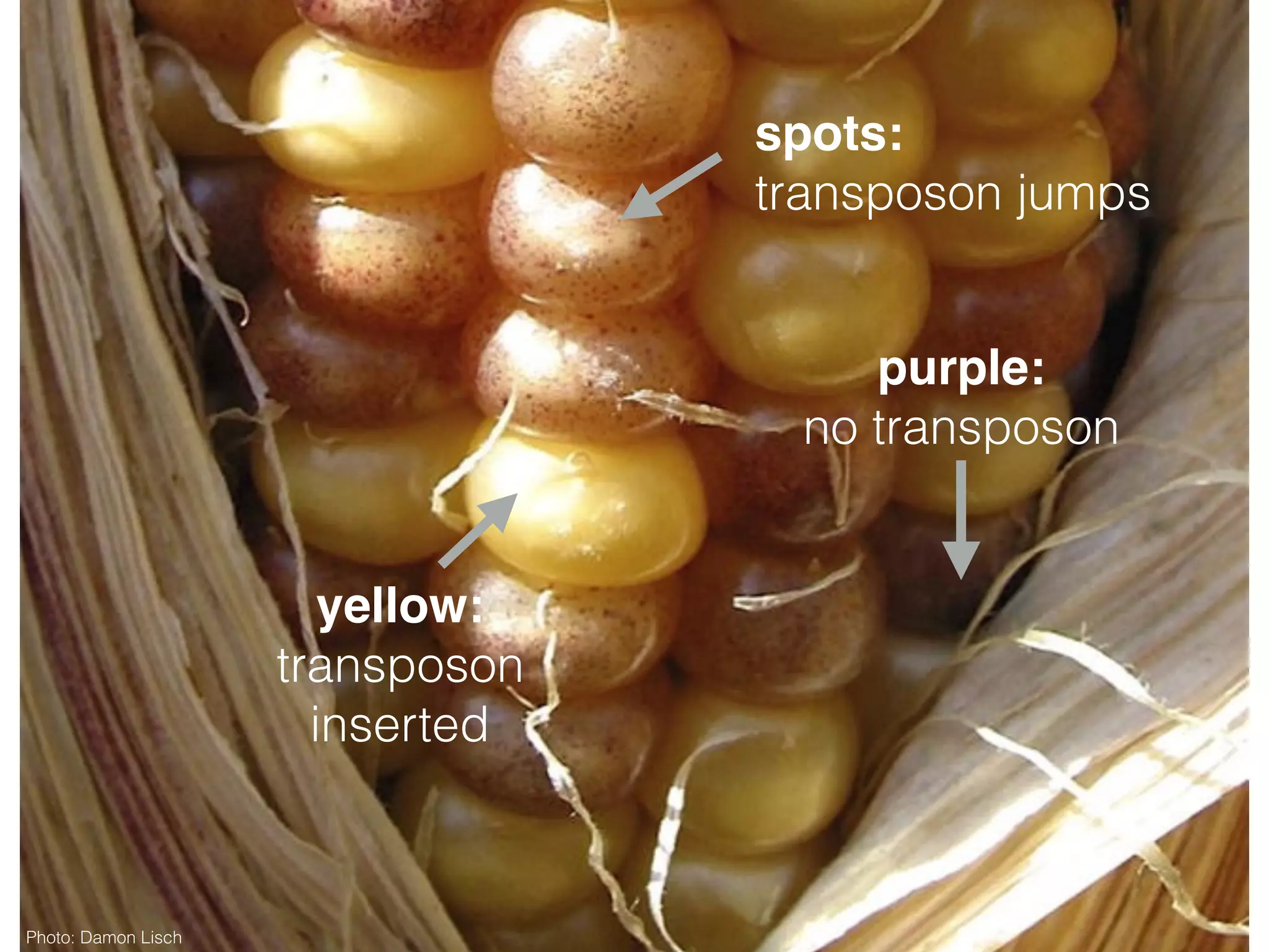 purple:
no transposon
yellow:
transposon
inserted
spots:
transposon jumps
Photo: Damon Lisch
 