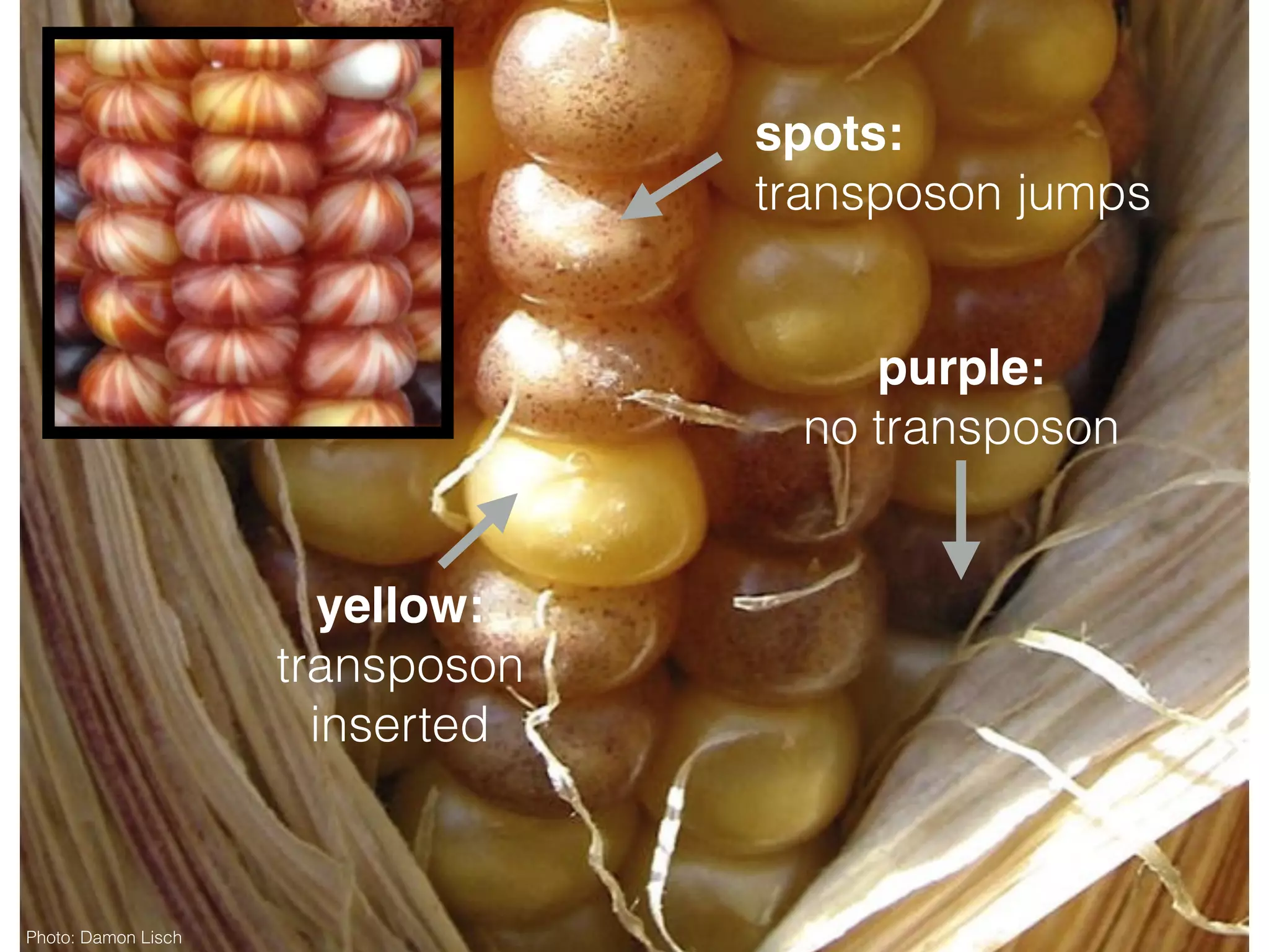 purple:
no transposon
yellow:
transposon
inserted
spots:
transposon jumps
Photo: Damon Lisch
 