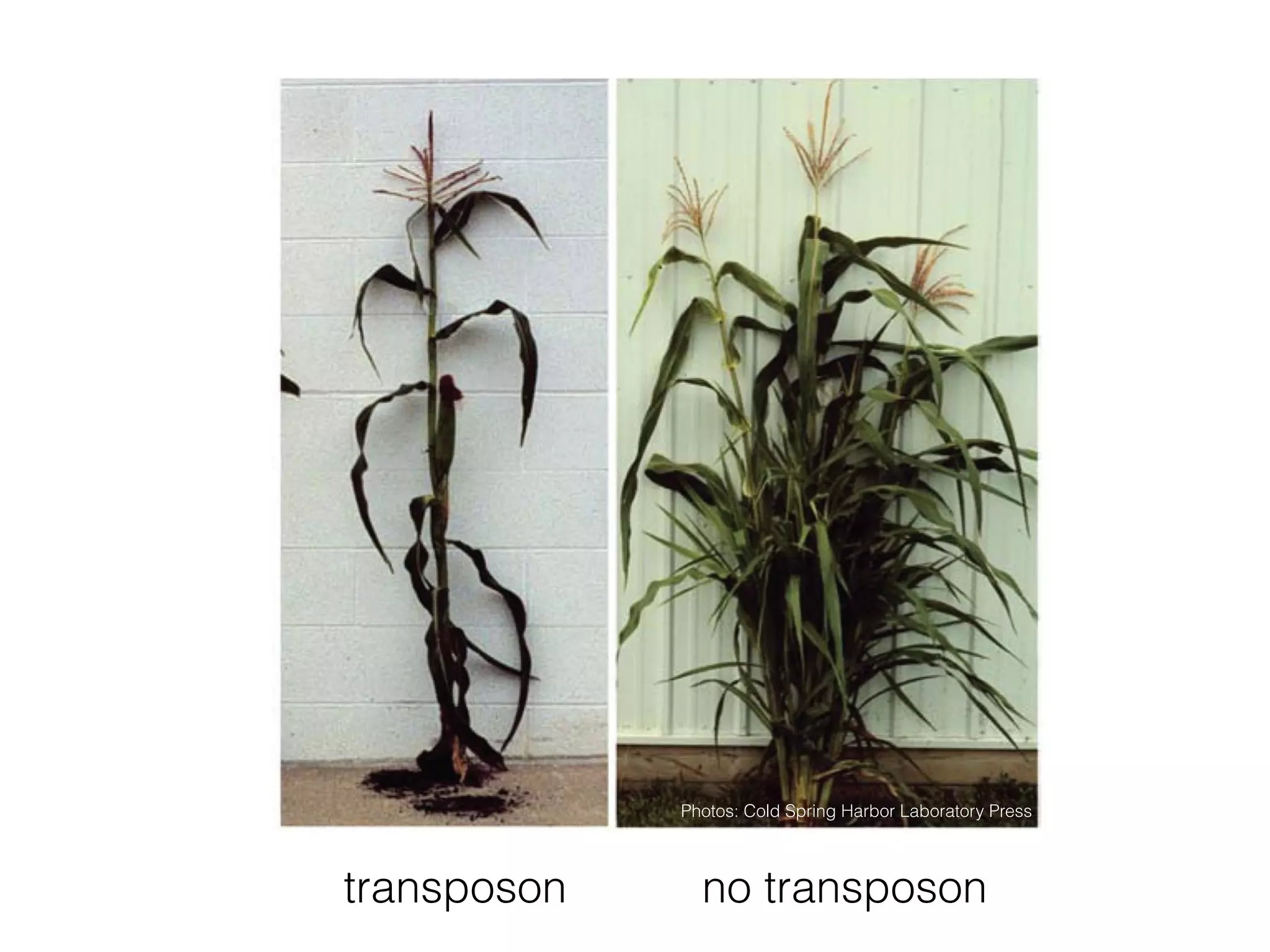 no transposon
Photos: Cold Spring Harbor Laboratory Press
transposon
 