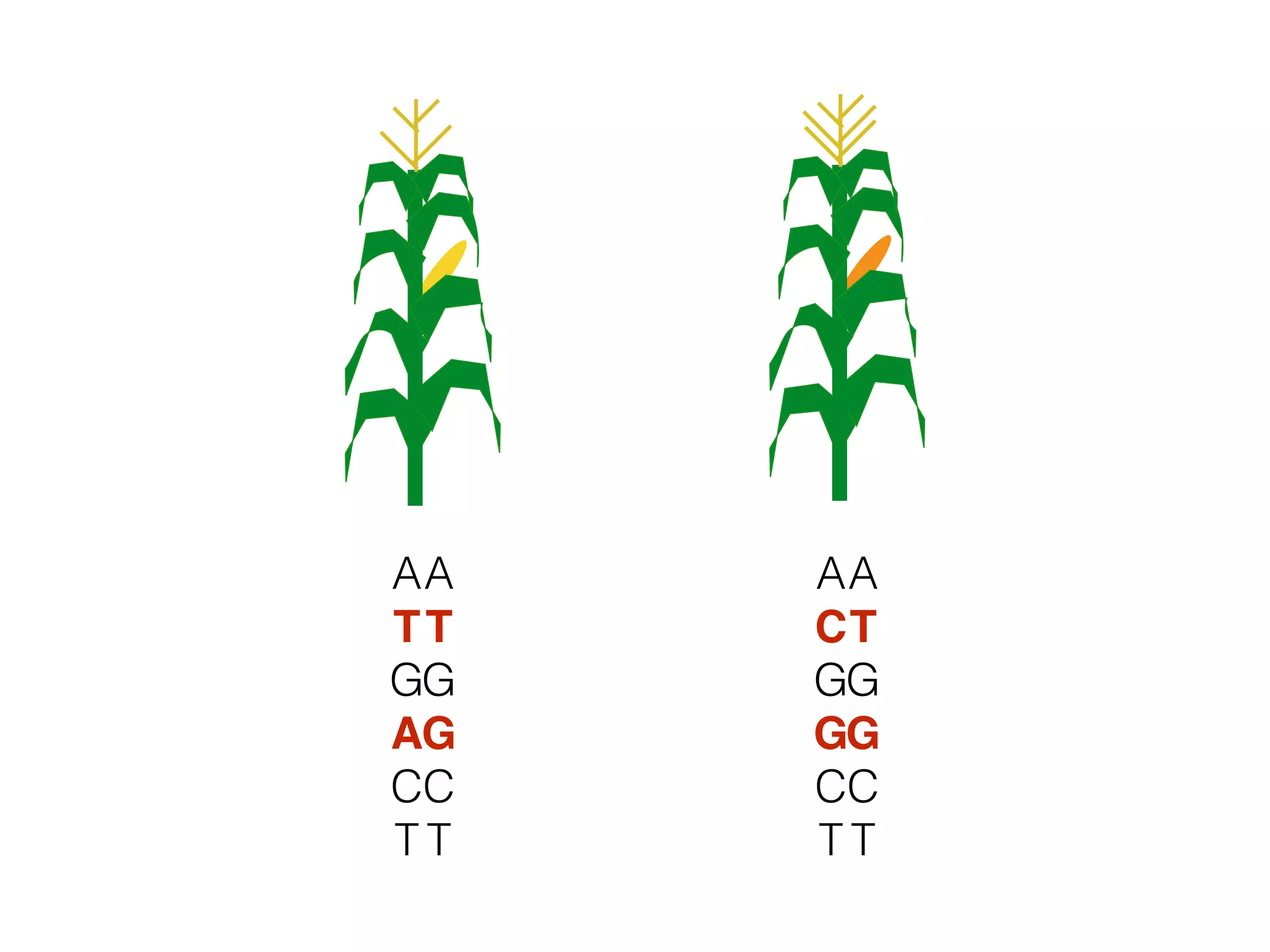 A
T
G
A
C
T
A
T
G
G
C
T
A
C
G
G
C
T
A
T
G
G
C
T
 