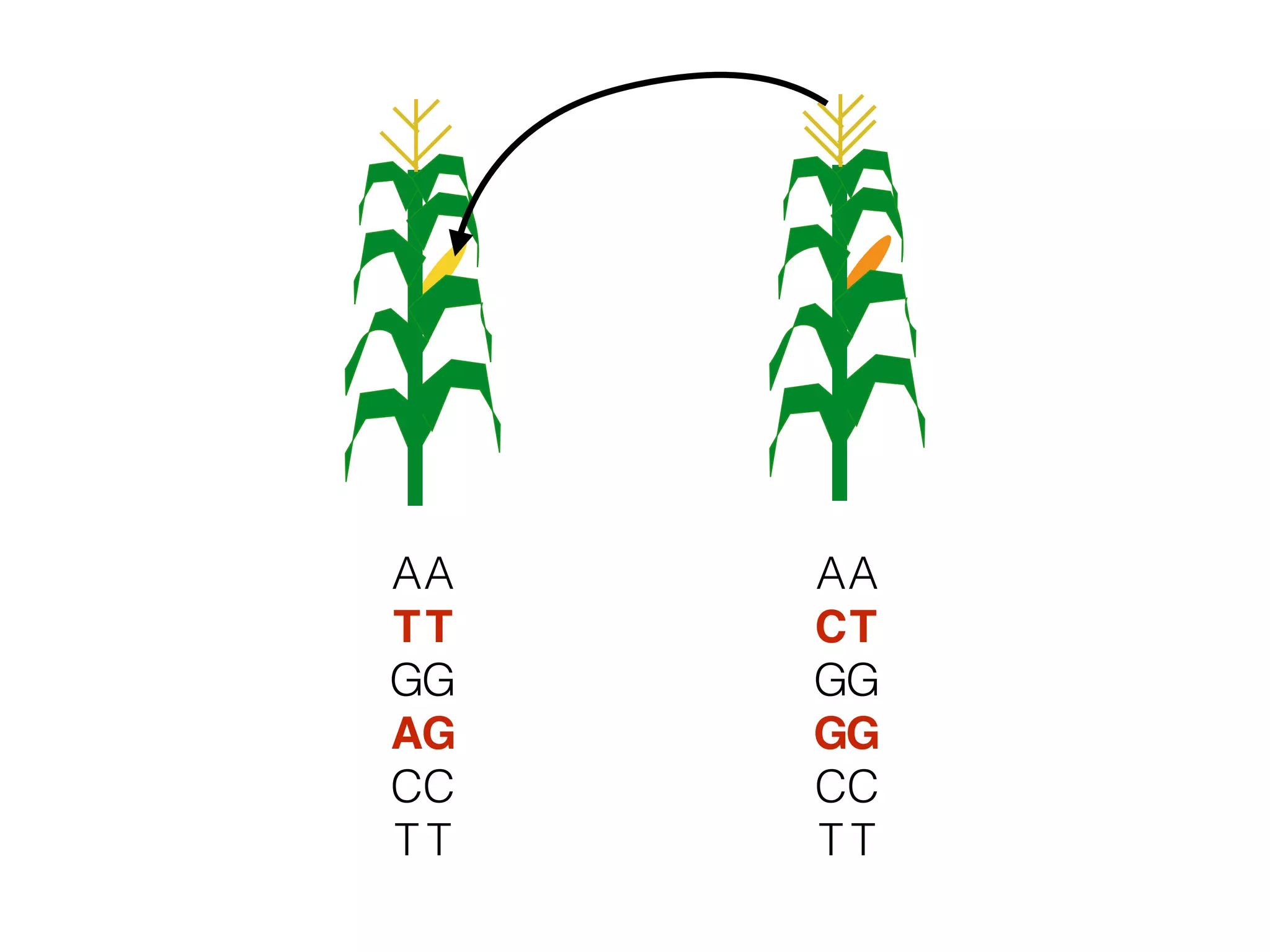 A
T
G
A
C
T
A
T
G
G
C
T
A
C
G
G
C
T
A
T
G
G
C
T
 