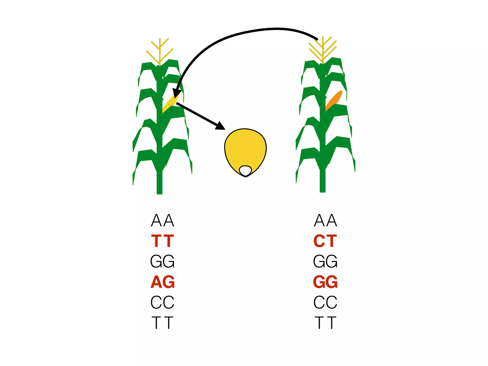 A
T
G
A
C
T
A
T
G
G
C
T
A
C
G
G
C
T
A
T
G
G
C
T
 