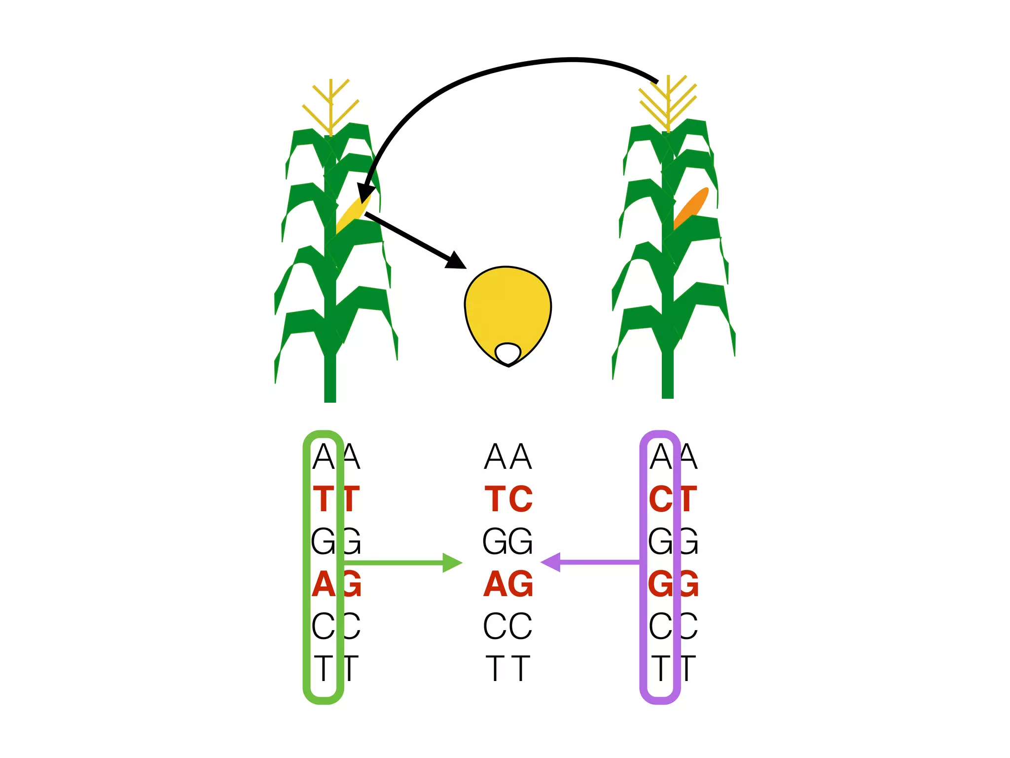 A
T
G
A
C
T
A
T
G
G
C
T
A
C
G
G
C
T
A
T
G
G
C
T
A
T
G
A
C
T
A
C
G
G
C
T
 