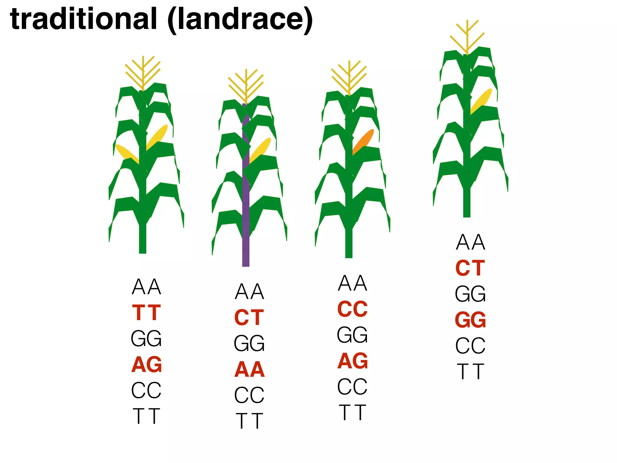 A
T
G
A
C
T
A
T
G
G
C
T
A
C
G
A
C
T
A
T
G
A
C
T
A
C
G
A
C
T
A
C
G
G
C
T
A
C
G
G
C
T
A
T
G
G
C
T
traditional (landrace)
 