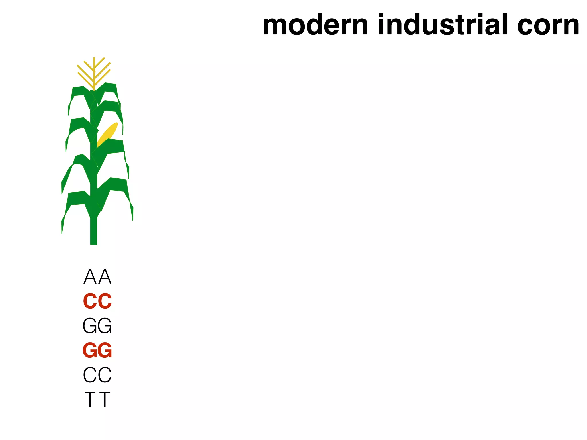 A
C
G
G
C
T
A
C
G
G
C
T
modern industrial corn
 