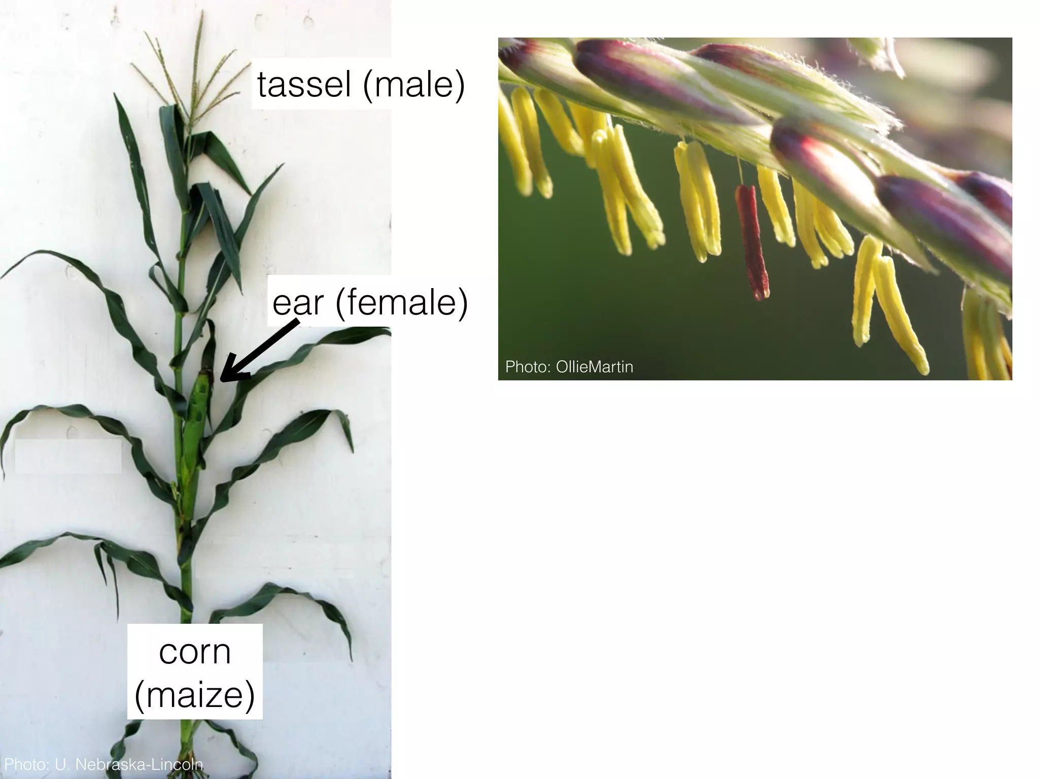 tassel (male)
ear (female)
Photo: OllieMartin
Photo: U. Nebraska-Lincoln
corn
(maize)
 