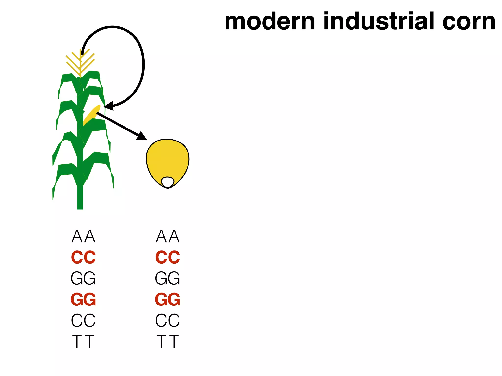 A
C
G
G
C
T
A
C
G
G
C
T
A
C
G
G
C
T
A
C
G
G
C
T
modern industrial corn
 