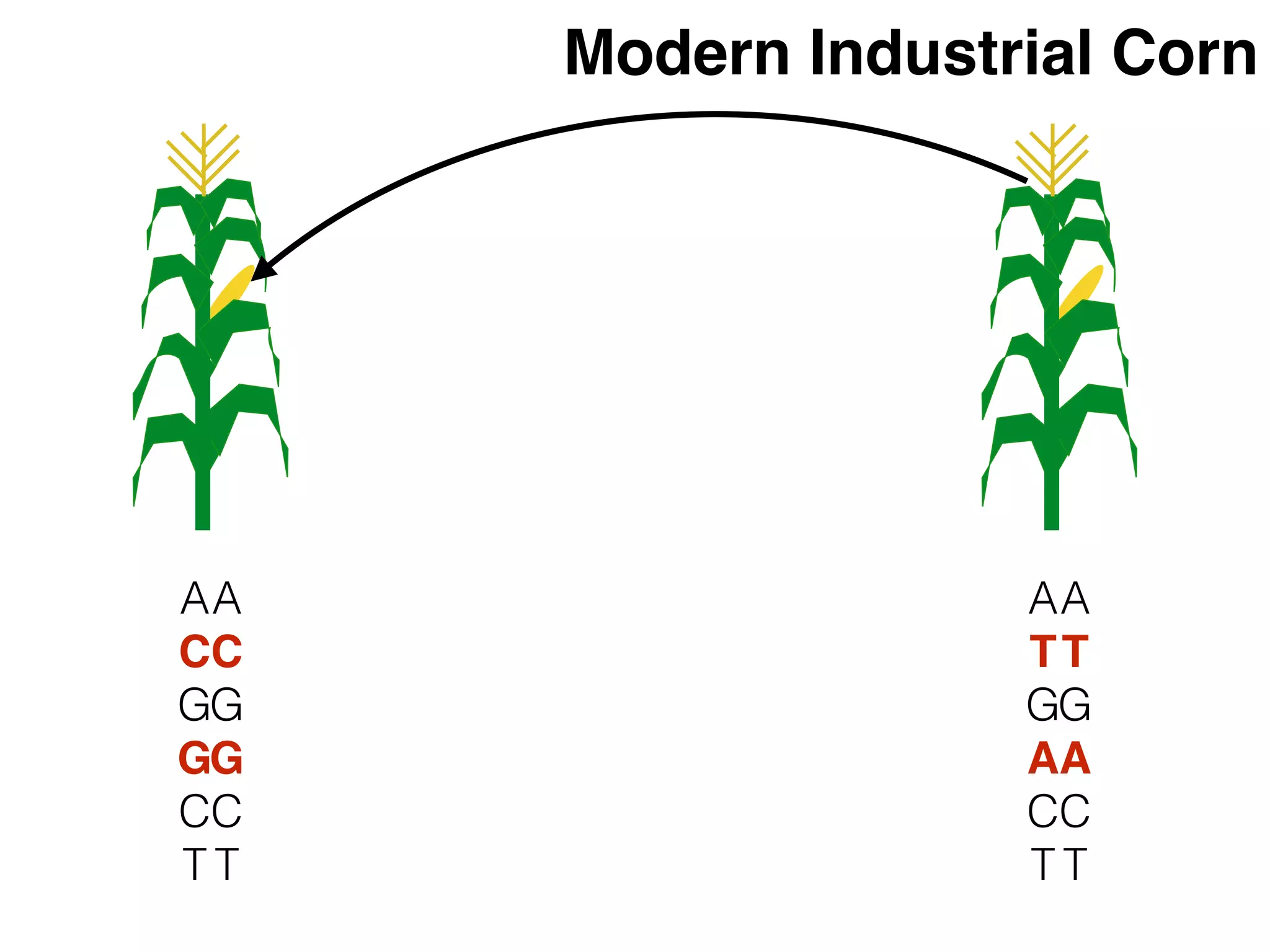A
C
G
G
C
T
A
C
G
G
C
T
A
T
G
A
C
T
A
T
G
A
C
T
Modern Industrial Corn
 